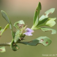 Blepharis integrifolia (L.f.) E.Mey. & Drège ex Schinz